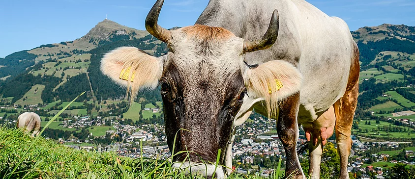 Familienhotel in Tirol