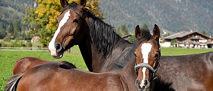 Reiturlaub in Österreich