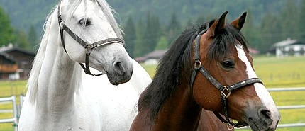 Reiturlaub für Erwachsene in Österreich