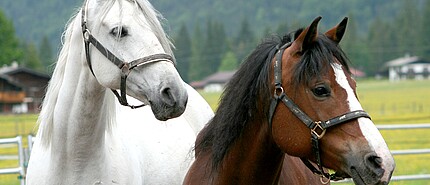 Reiturlaub für Erwachsene in Österreich