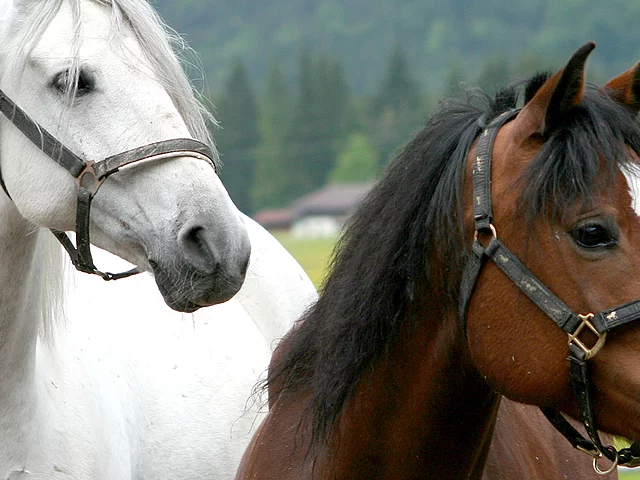 Reiturlaub für Erwachsene in Österreich