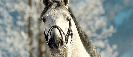 4 Sterne Reithotel im Pillerseetal